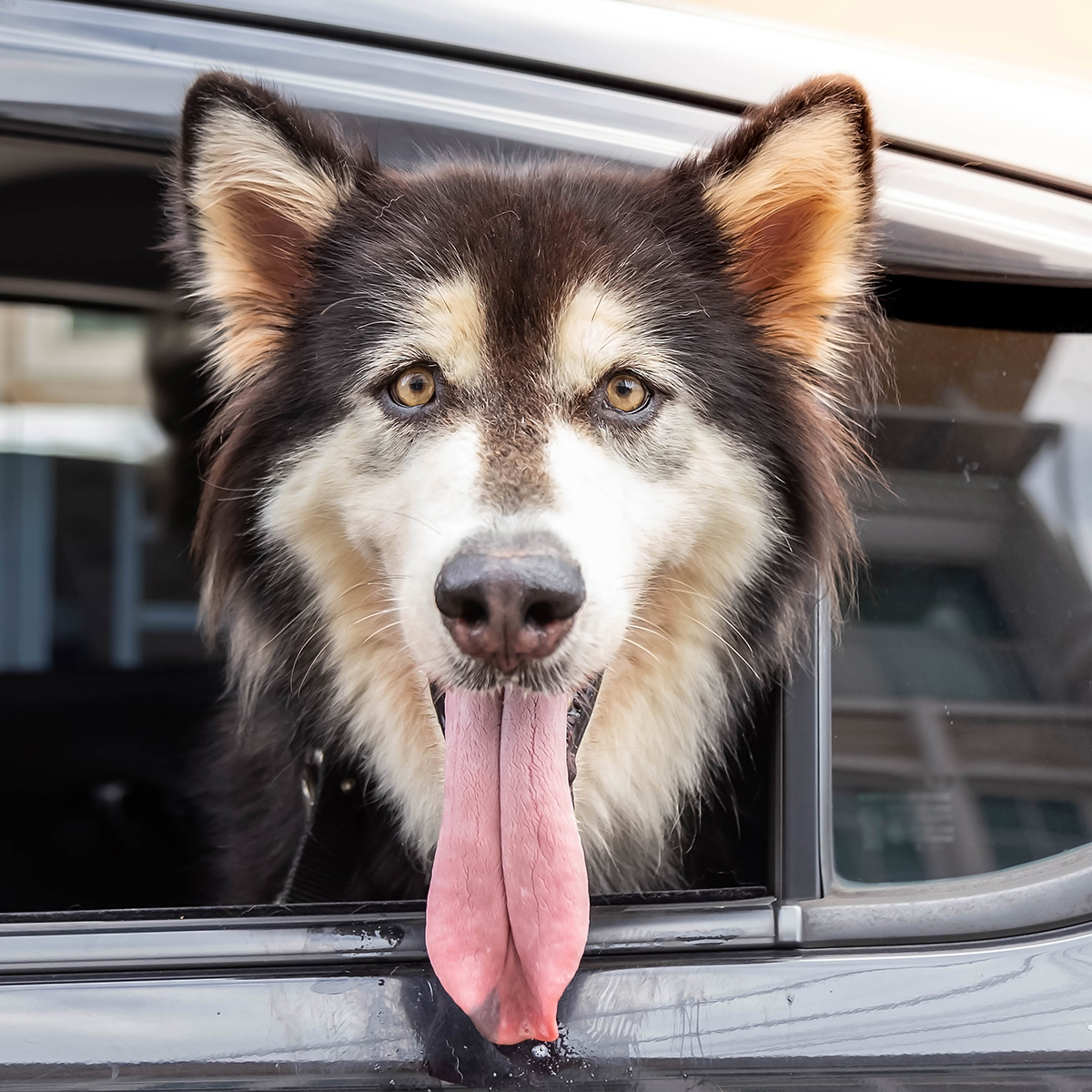 How to Protect Your Dog from Heatstroke