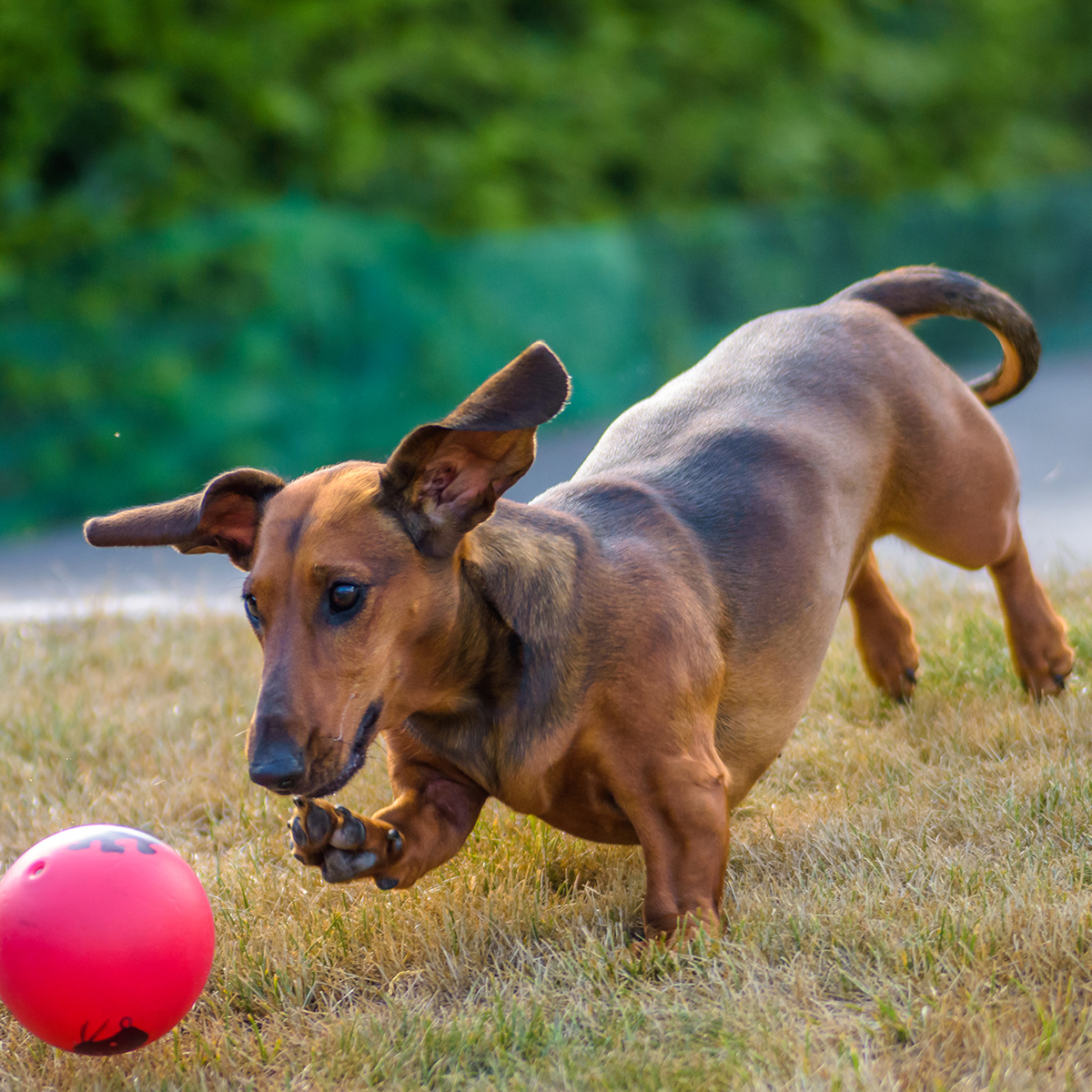 Signs To Spot Spinal Injuries In Dogs The PARC Vet