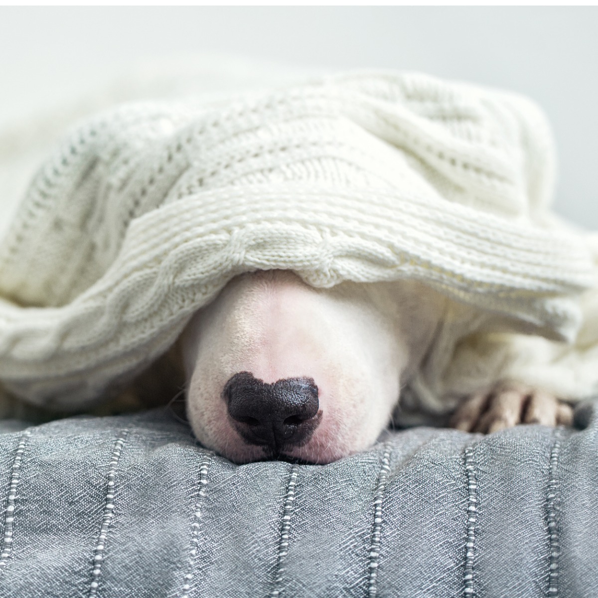 5 Tips To Calm Your Dog During A Storm Parc Vet