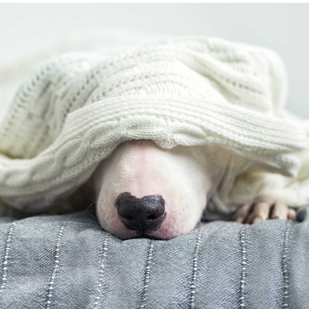 dogs with anxiety during storms