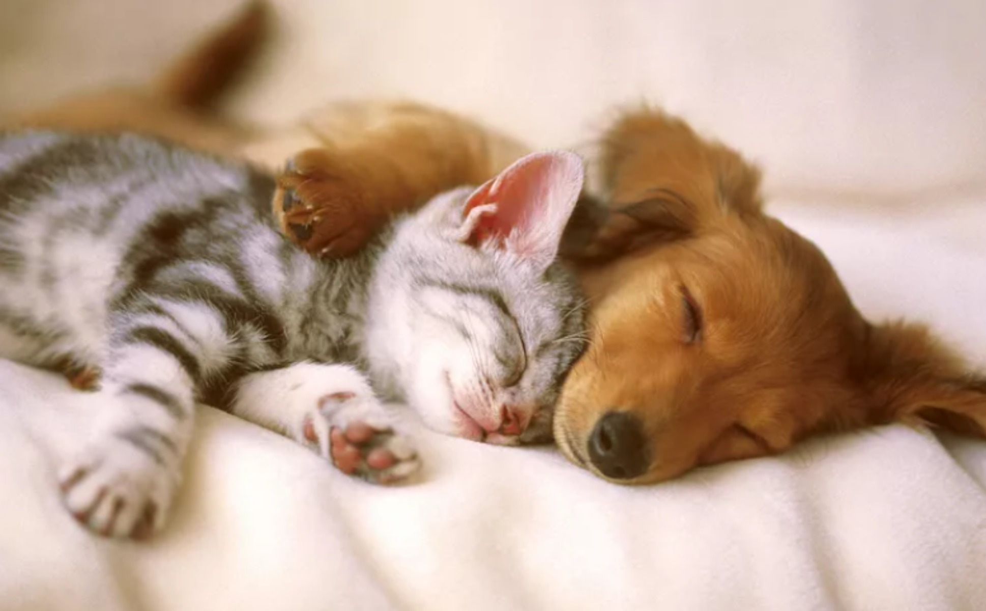 pup and kitten
