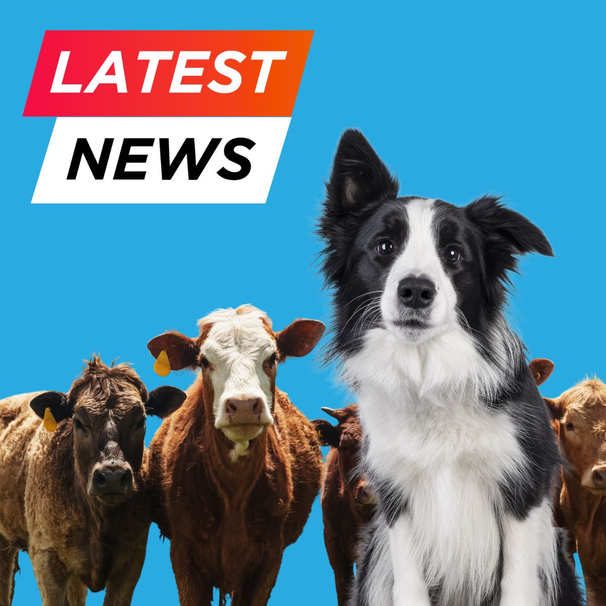 News