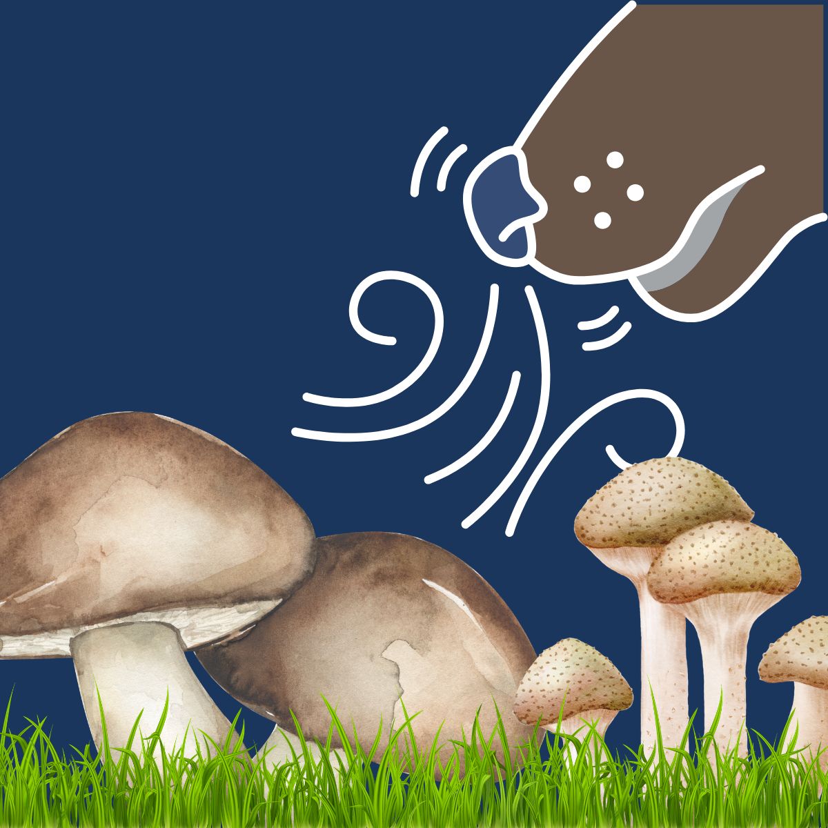 mushrooms